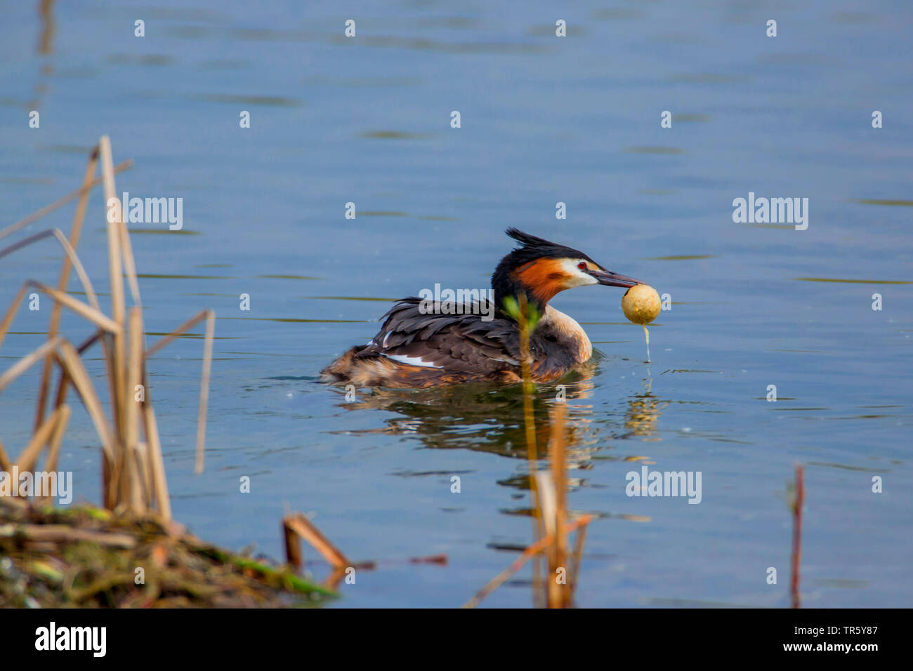 Grèbe huppé (Podiceps cristatus), disposer une coquille vide du nid, vue de côté, l'Allemagne, Bavière, Niederbayern, Basse-Bavière Banque D'Images