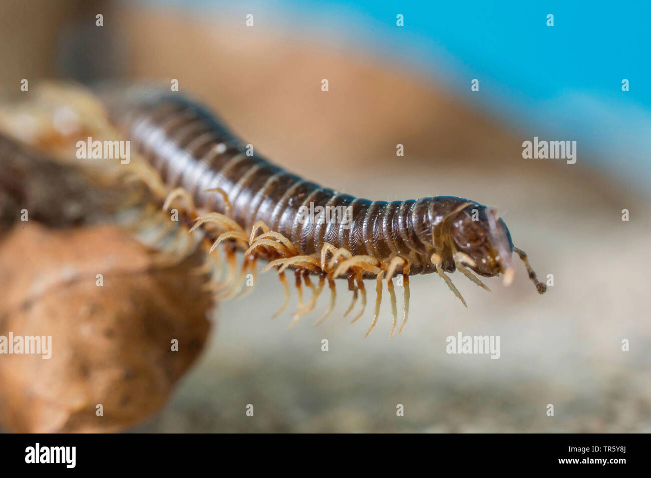 À pattes blanches millepede millepede noir, noir (Tachypodoiulus niger), à la recherche de nourriture, la moitié portrait en pied, en Allemagne, en Bavière, Niederbayern, Basse-Bavière Banque D'Images