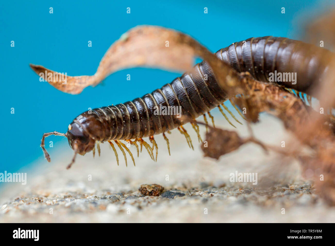 À pattes blanches millepede millepede noir, noir (Tachypodoiulus niger), à la recherche de nourriture, la moitié portrait en pied, en Allemagne, en Bavière, Niederbayern, Basse-Bavière Banque D'Images