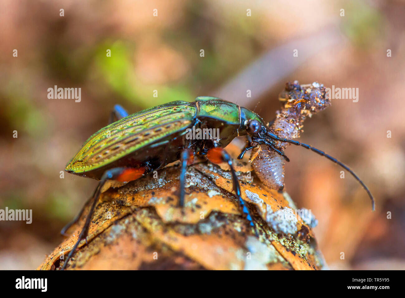 Domaine zabre (Carabus granulatus), avec pris terre ver, vue de côté, l'Allemagne, Bavière, Niederbayern, Basse-Bavière Banque D'Images