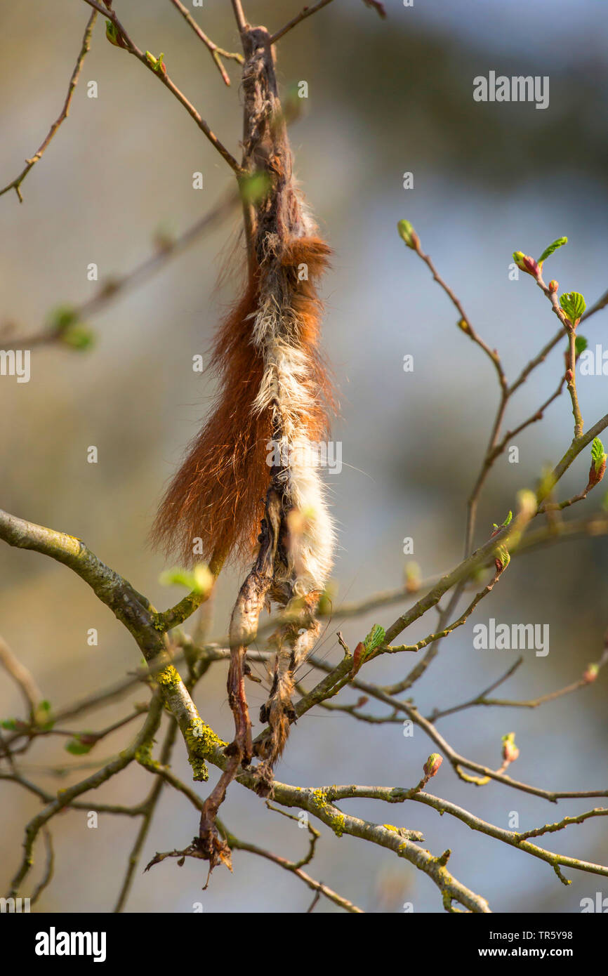 L'écureuil roux européen eurasien, l'écureuil roux (Sciurus vulgaris), fourrure momifié suspendu dans un arbuste, Allemagne, Bavière, Niederbayern, Basse-Bavière Banque D'Images