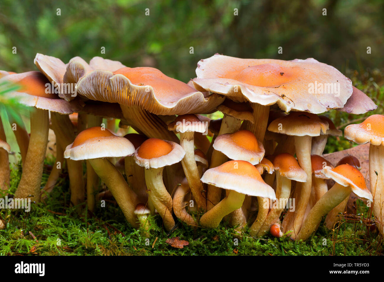 Touffe Hypholoma capnoides (conifères), des organes de fructification, Allemagne Banque D'Images