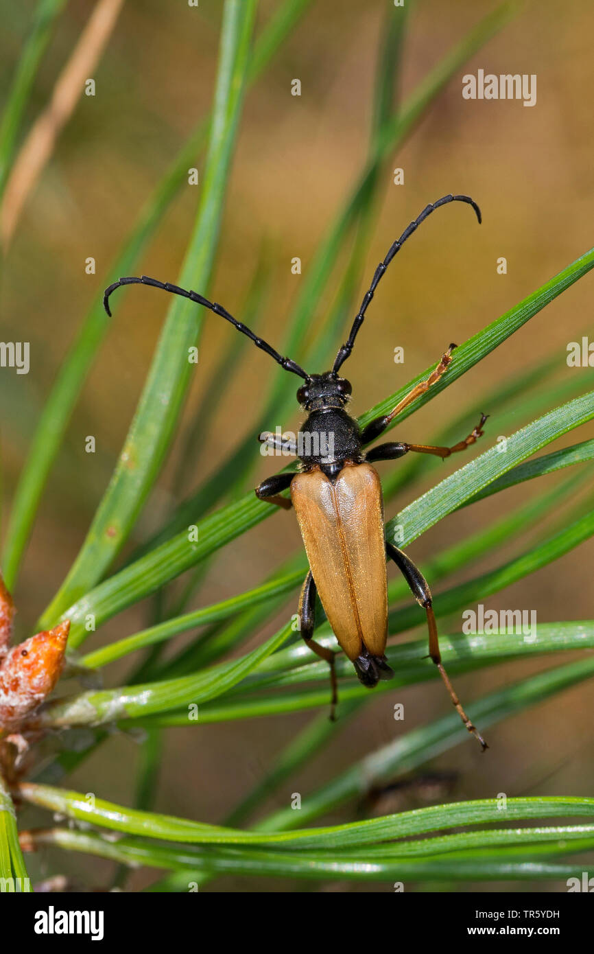 Le longicorne rouge (Anoplodera rubra, Stictoleptura rubra, Leptura rubra, Corymbia rubra, Aredolpona rubra), homme assis sur des aiguilles de pin, vue de dessus, Allemagne Banque D'Images