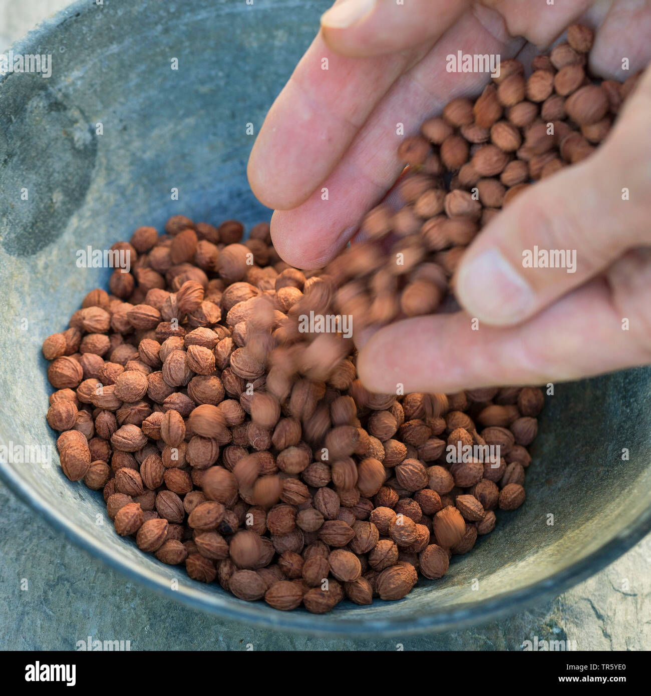 Prunellier, prunelle (Prunus spinosa), prunelle amandes dans un bol, Allemagne Banque D'Images