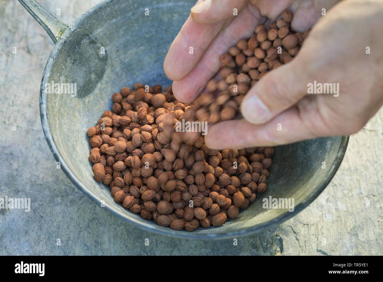 Prunellier, prunelle (Prunus spinosa), prunelle amandes dans un bol, Allemagne Banque D'Images