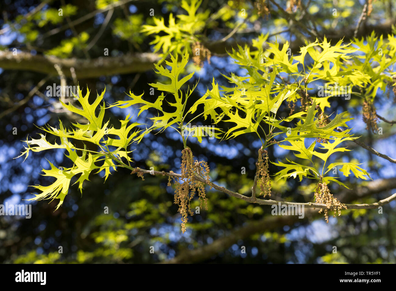 Le chêne des marais, chêne espagnol (Quercus palustris), la direction générale en fleurs avec des feuilles fraîches Banque D'Images