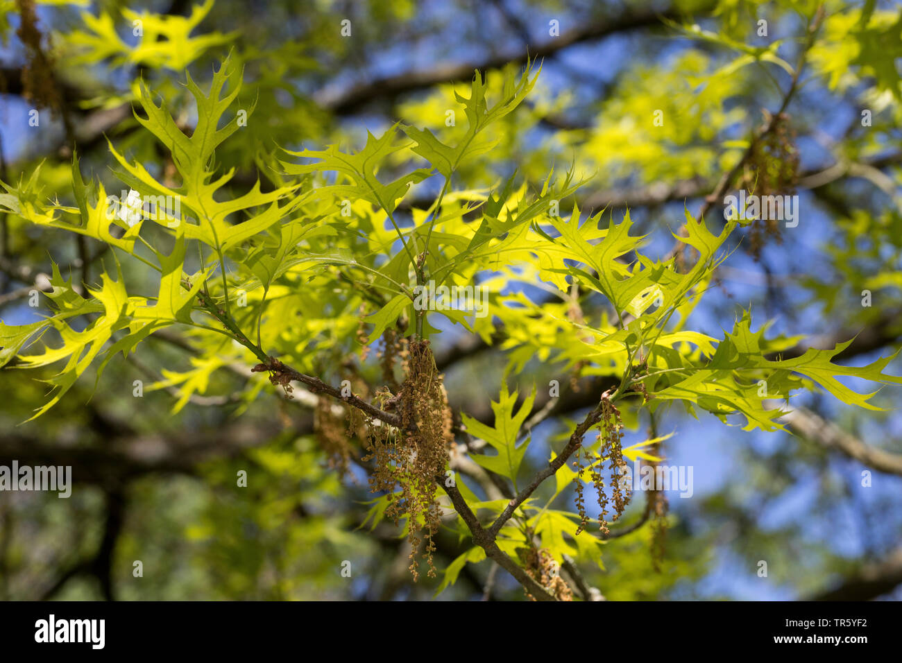 Le chêne des marais, chêne espagnol (Quercus palustris), la direction générale en fleurs avec des feuilles fraîches Banque D'Images