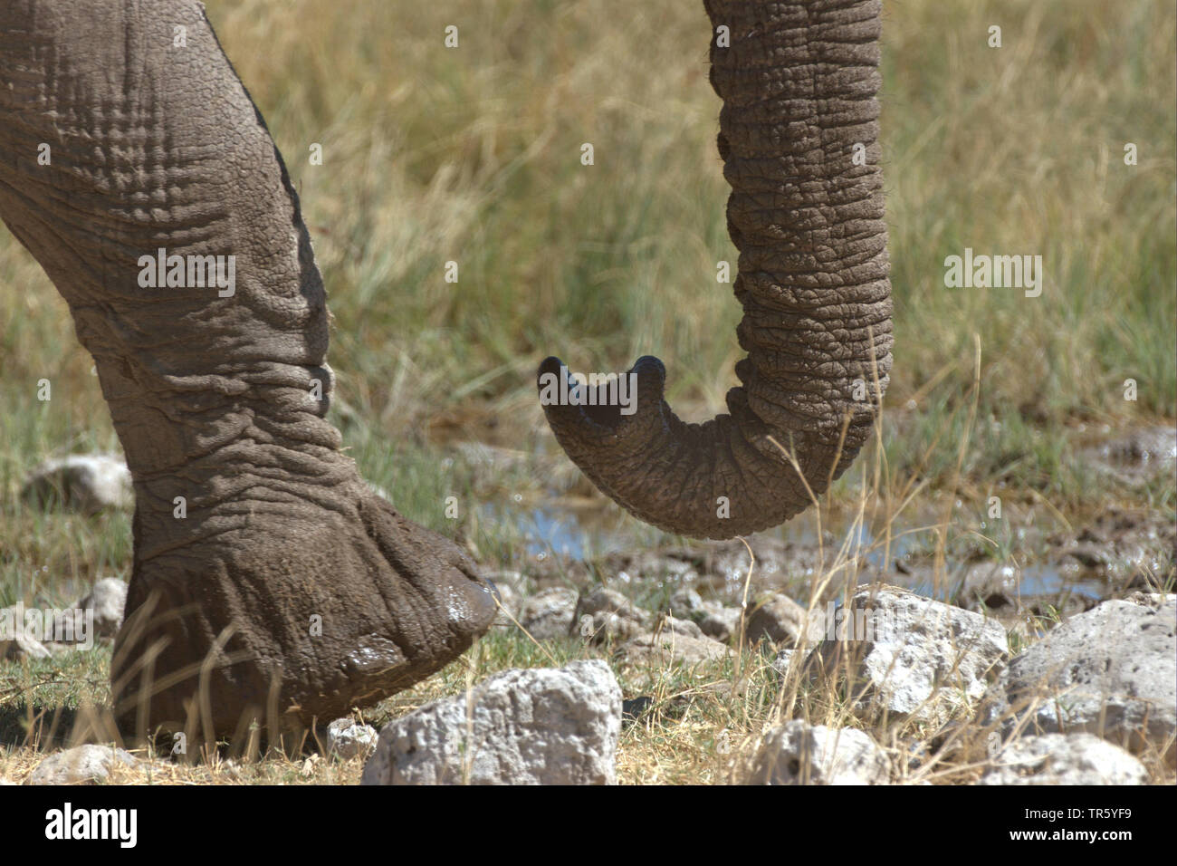 L'éléphant africain (Loxodonta africana), l'éléphant et le pied d'éléphant, de la Namibie, Etosha National Park Banque D'Images