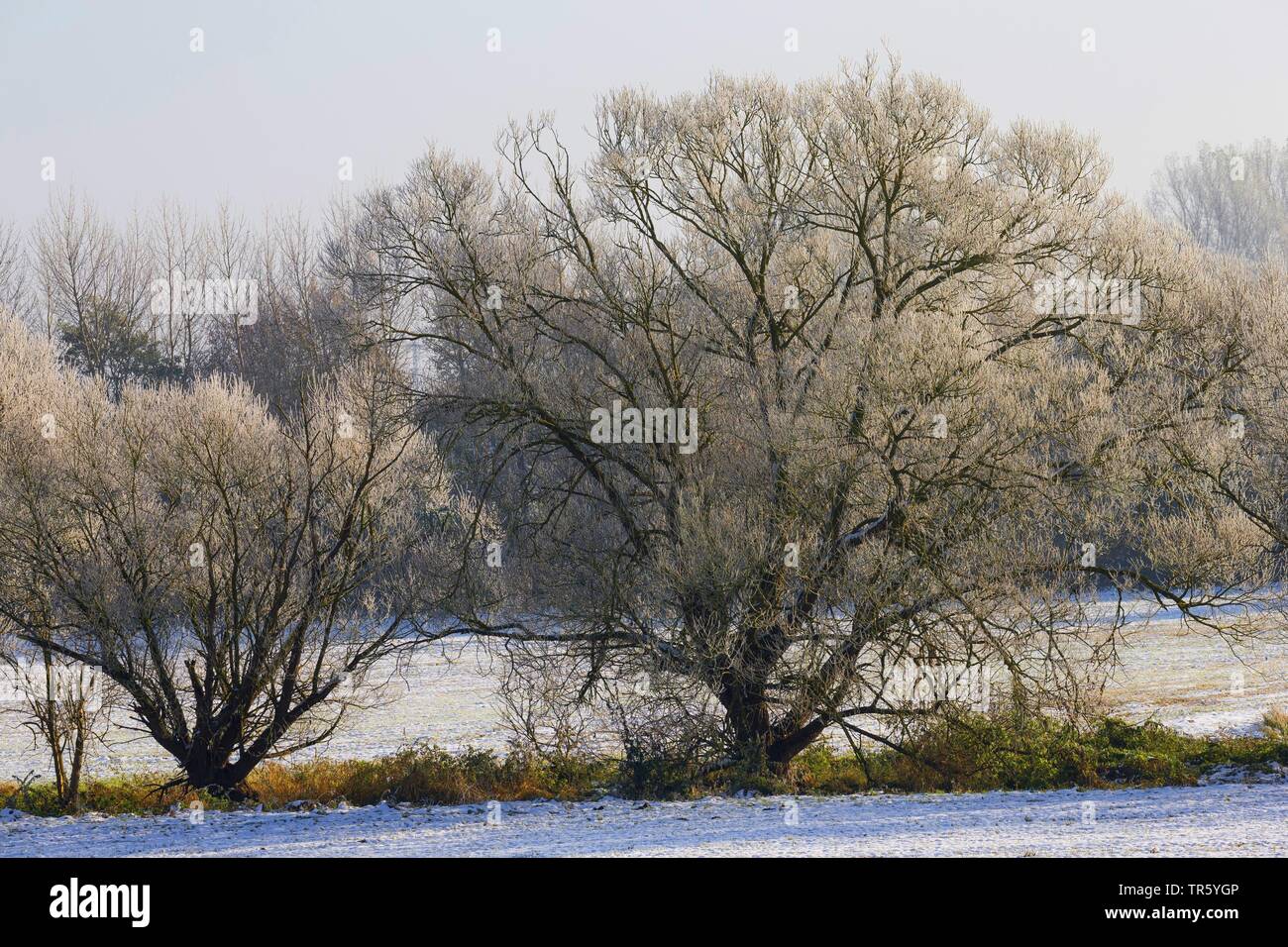 Couverture de neige paysage bancaire, l'Allemagne, Schleswig-Holstein Banque D'Images