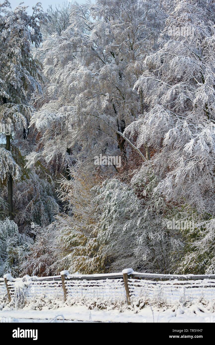 Snowy forest edge, Allemagne, Schleswig-Holstein Banque D'Images