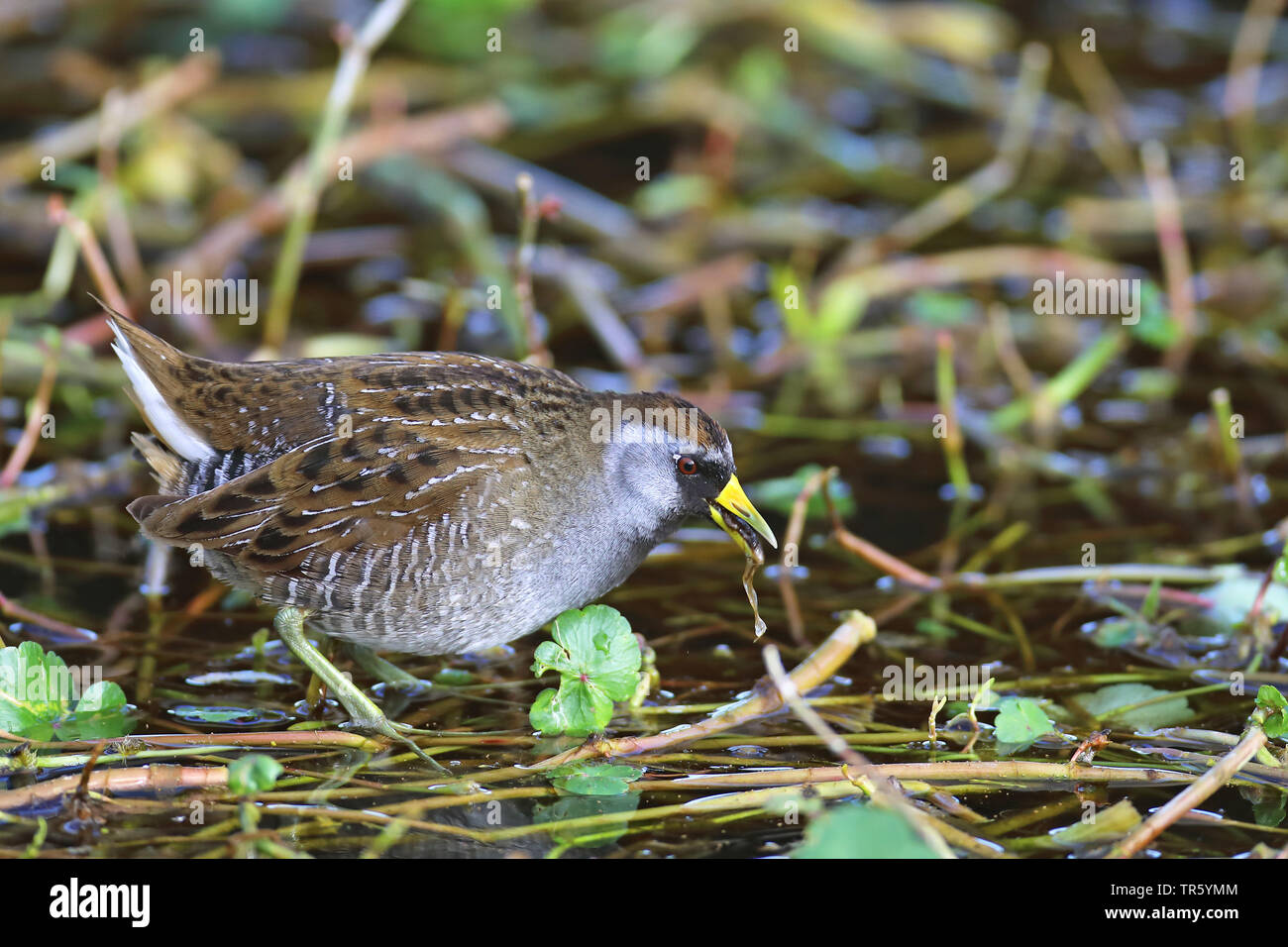 Sora crake (Porzana carolina), sur l'eau les plantes, USA, Floride, Gainesville, Sweetwater Wetlands Park Banque D'Images