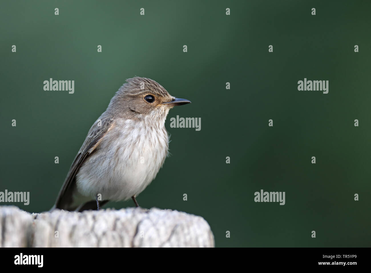 Spotted flycatcher (Muscicapa striata), assis sur un poteau, Pays-Bas, Groningen Banque D'Images