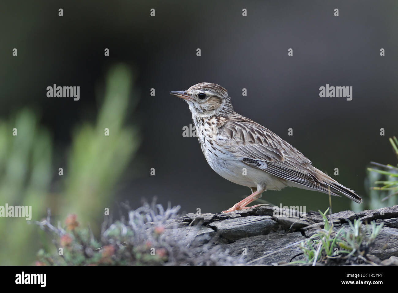 Wood lark (Lullula arborea), assis sur le sol, Espagne, Aragon, Puertolas Banque D'Images Wood lark (Lullula arborea), assis sur le sol, Espagne, Aragon, Puertolas Banque D'Images