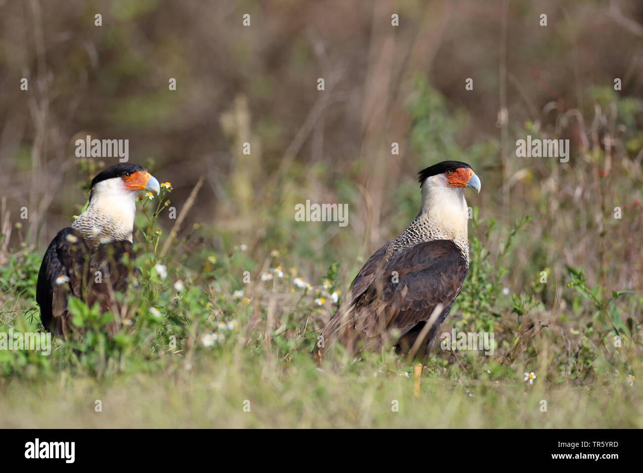 Le nord de Caracara huppé (Caracara cheriway), paire dans l'herbe, USA, Floride Banque D'Images