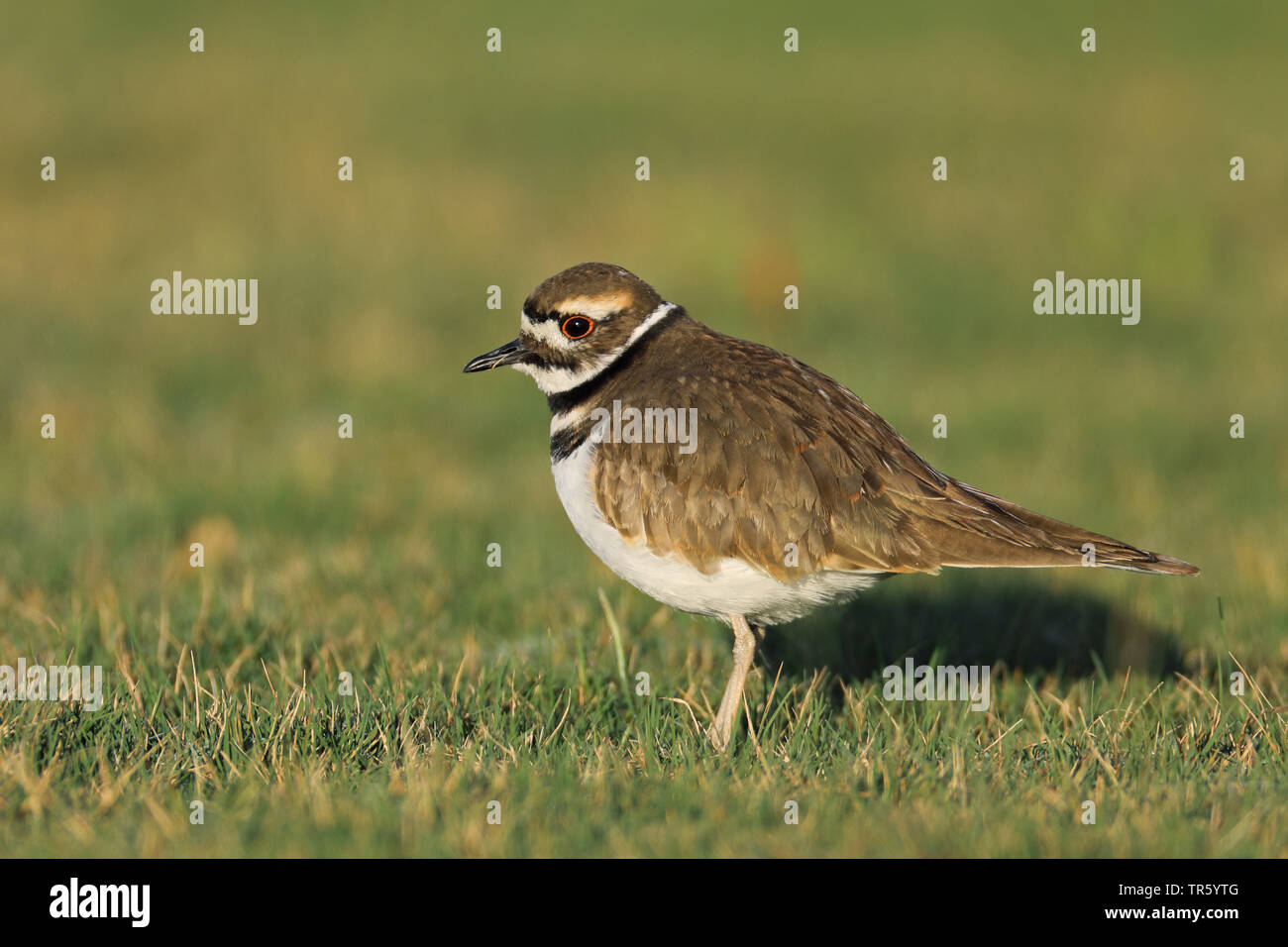 Le pluvier kildir pluvier siffleur (Charadrius vociferus), assis sur le sol, USA, Floride, Sarasota Banque D'Images
