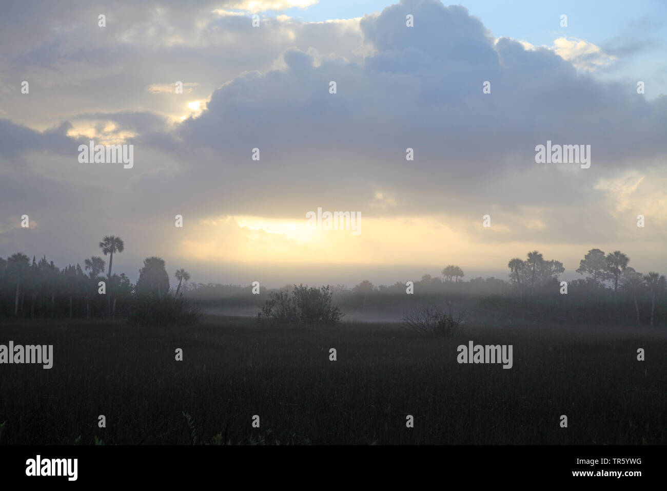 Marais de brume du matin, USA, Floride, Merritt Island National Wildlife Refuge Banque D'Images