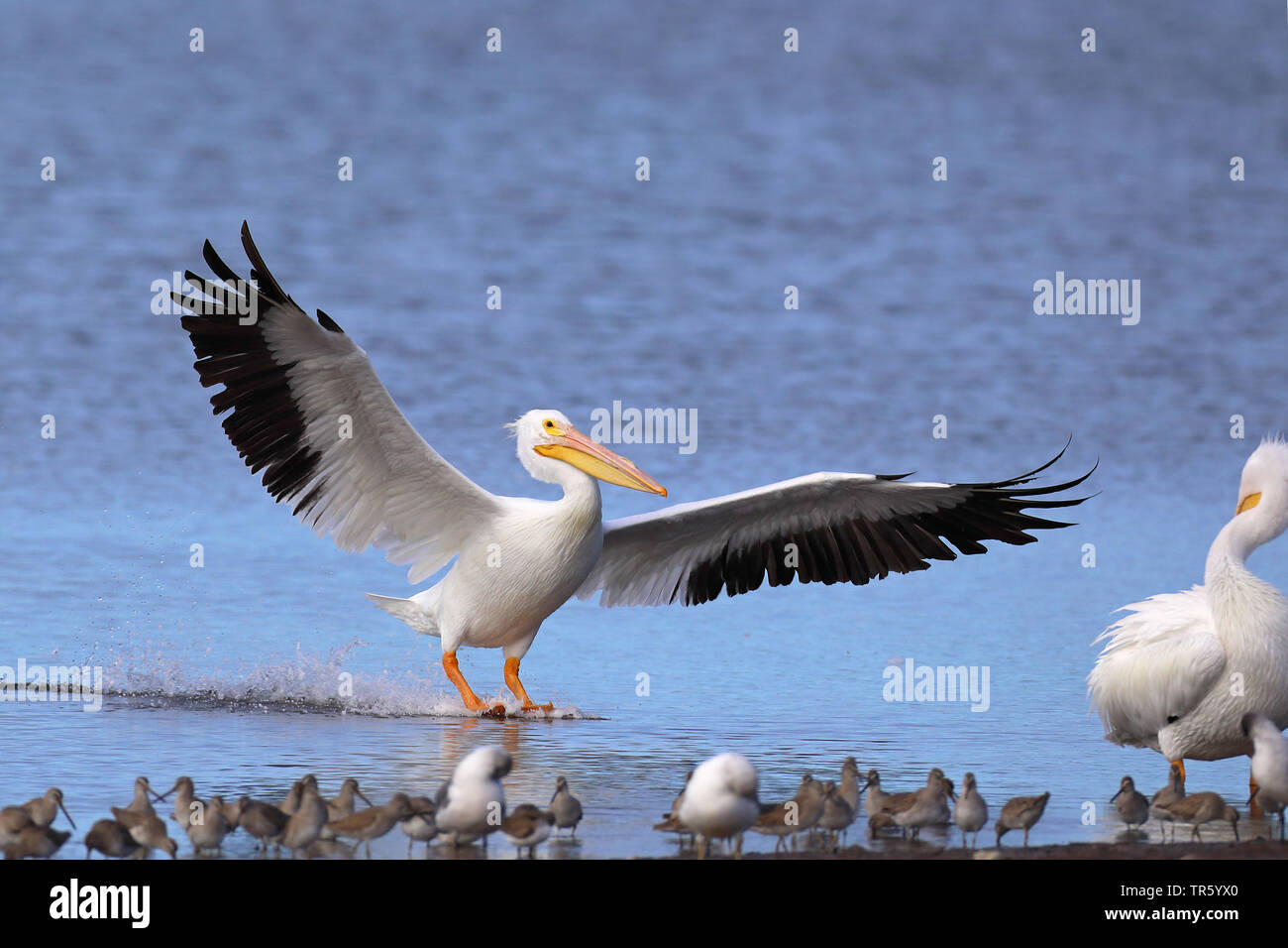 Pélican blanc (Pelecanus erythrorhynchos), l'atterrissage sur le côté de l'eau, aux États-Unis, en Floride, l'île de Sanibel Banque D'Images