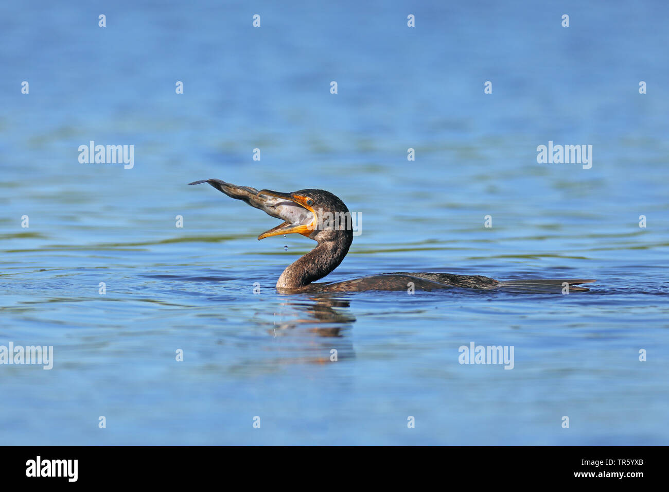 Cormoran à aigrettes (Phalacrocorax auritus), engloutissant un poisson, USA, Floride, Myakka National Park Banque D'Images