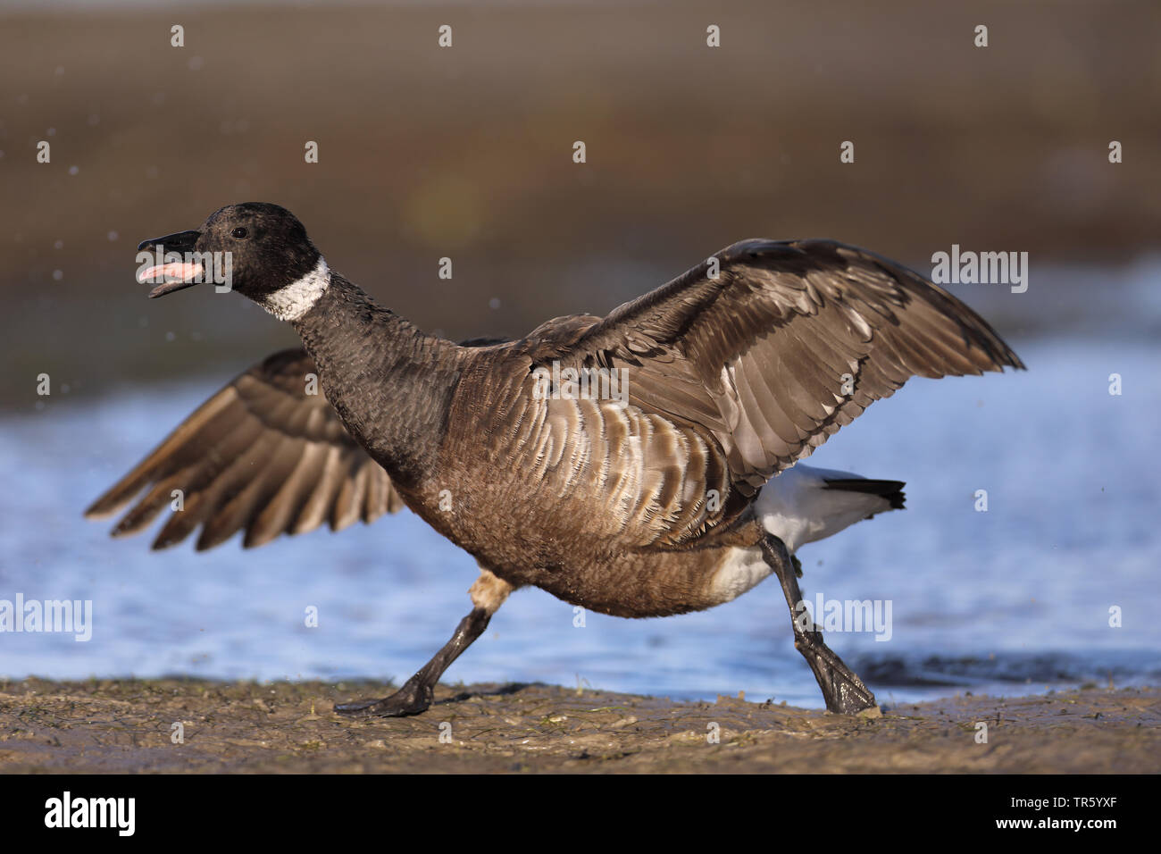 Black Brant (Branta bernicla nigricans, Branta nigricans), démarrage, sticking tongue out, USA, Floride, Fort Myers Beach Banque D'Images