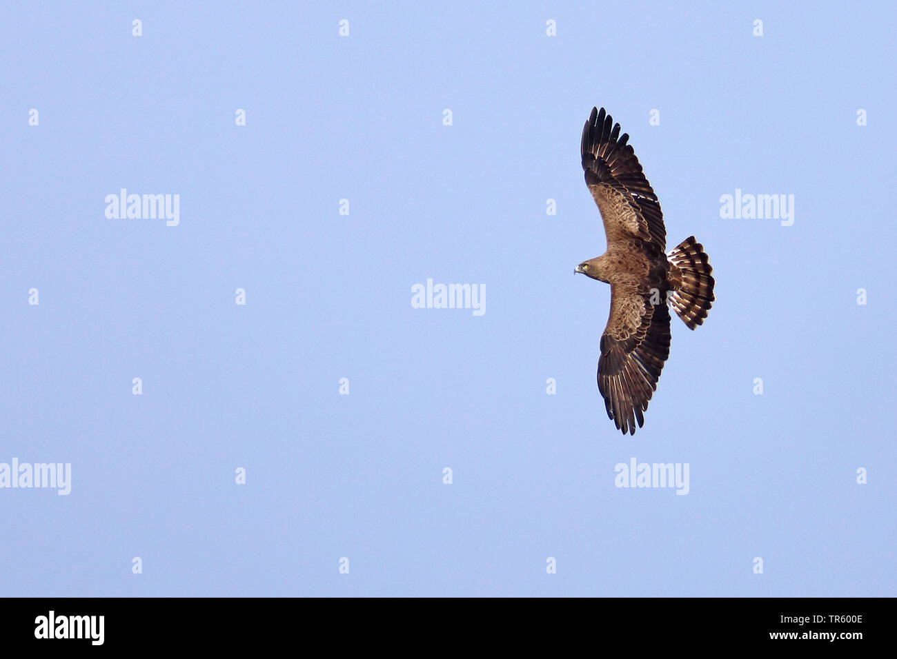 Circaète jean-le-blanc (Turdus gallicus), voler, l'Espagne, Tarifa Banque D'Images