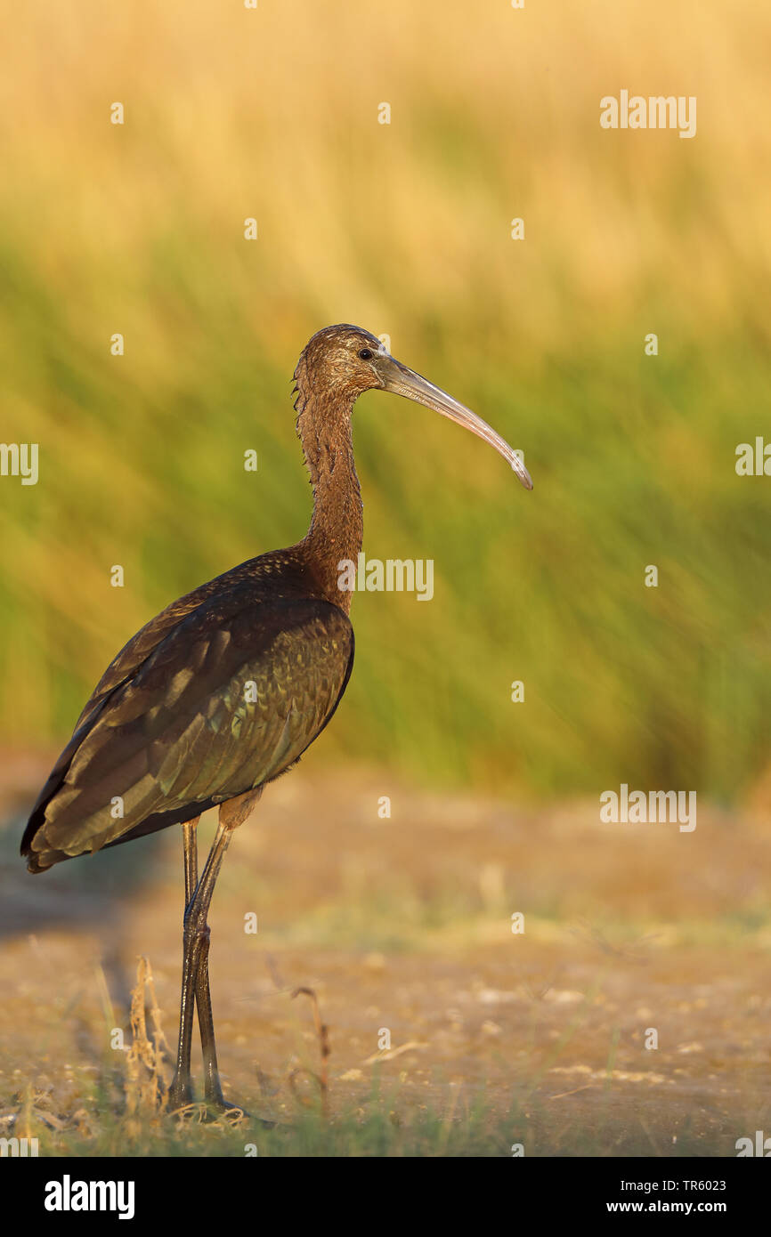 L'ibis falcinelle (Plegadis falcinellus), en plumage d'éclipse, debout à côté d'un champ de riz, l'Espagne, l'Andalousie, La Janda Banque D'Images