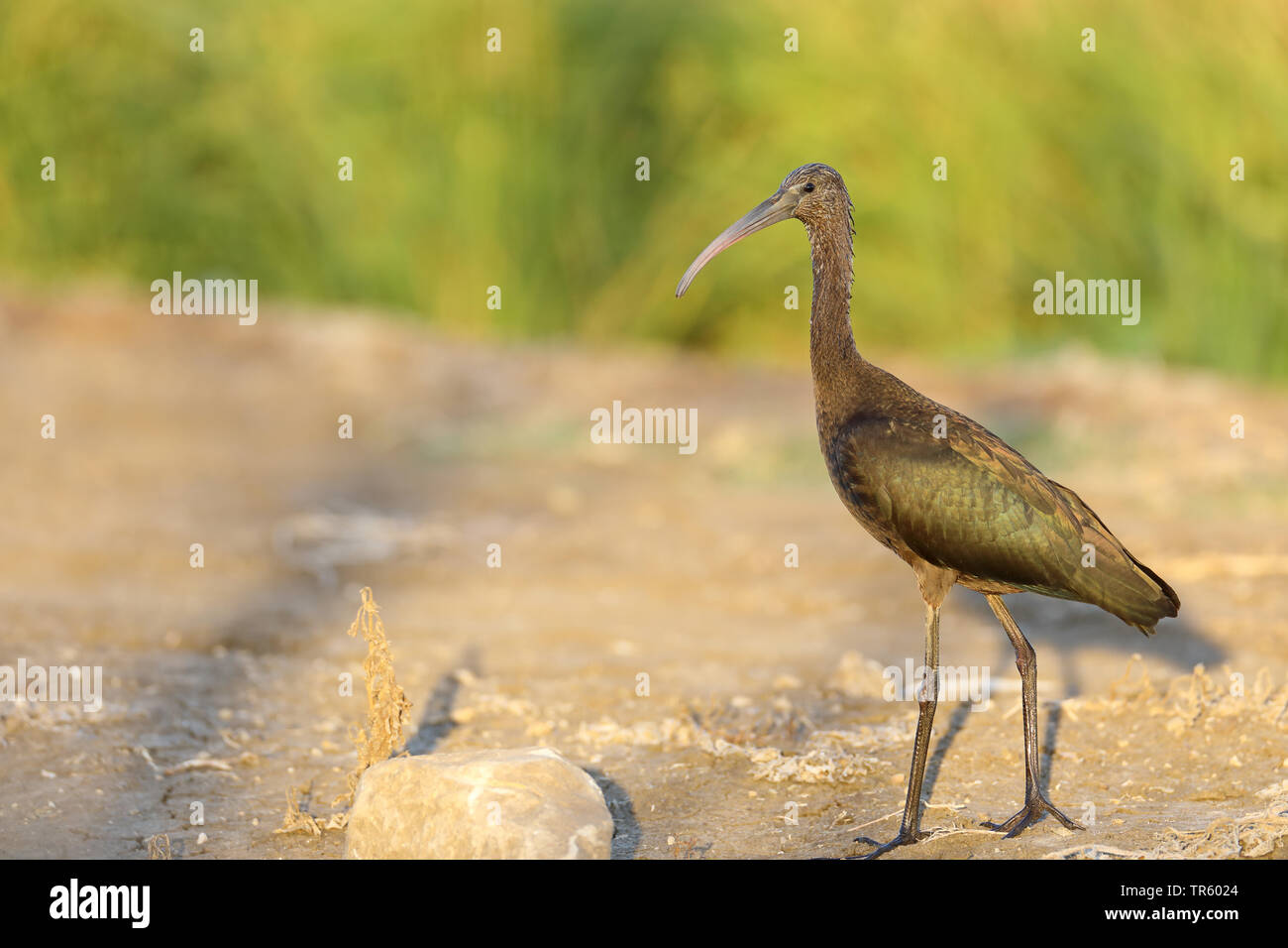 L'ibis falcinelle (Plegadis falcinellus), en plumage d'éclipse, debout à côté d'un champ de riz, l'Espagne, l'Andalousie, La Janda Banque D'Images
