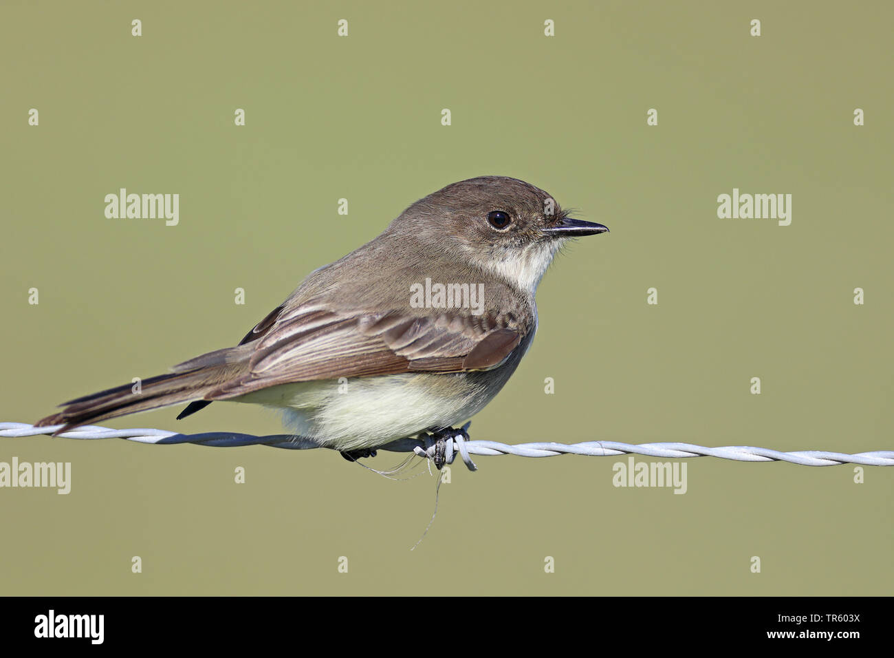 Moucherolle phébi (Sayornis phoebe), assis sur une clôture, USA, Floride, Kissimmee Banque D'Images