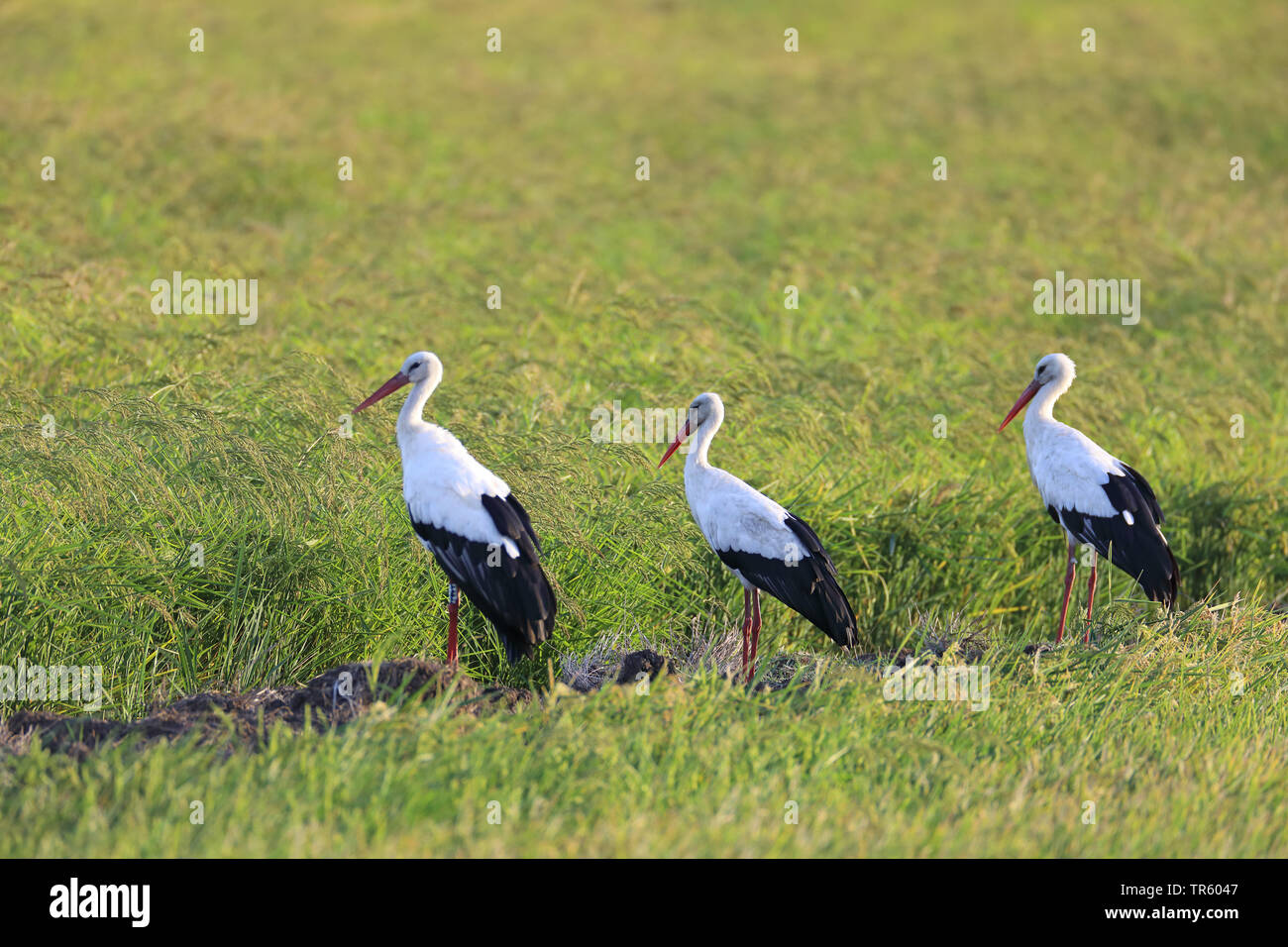 Cigogne Blanche (Ciconia ciconia), trois cigognes blanches debout ensemble dans un champ de riz, l'Espagne, Tarifa, La Janda Banque D'Images