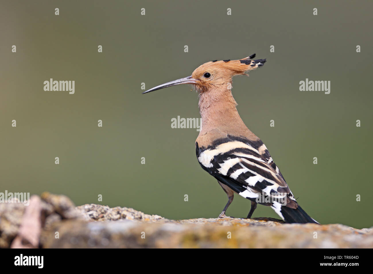 Huppe fasciée (Upupa epops), assis sur un mur, l'Espagne, Loarre Aragon Banque D'Images