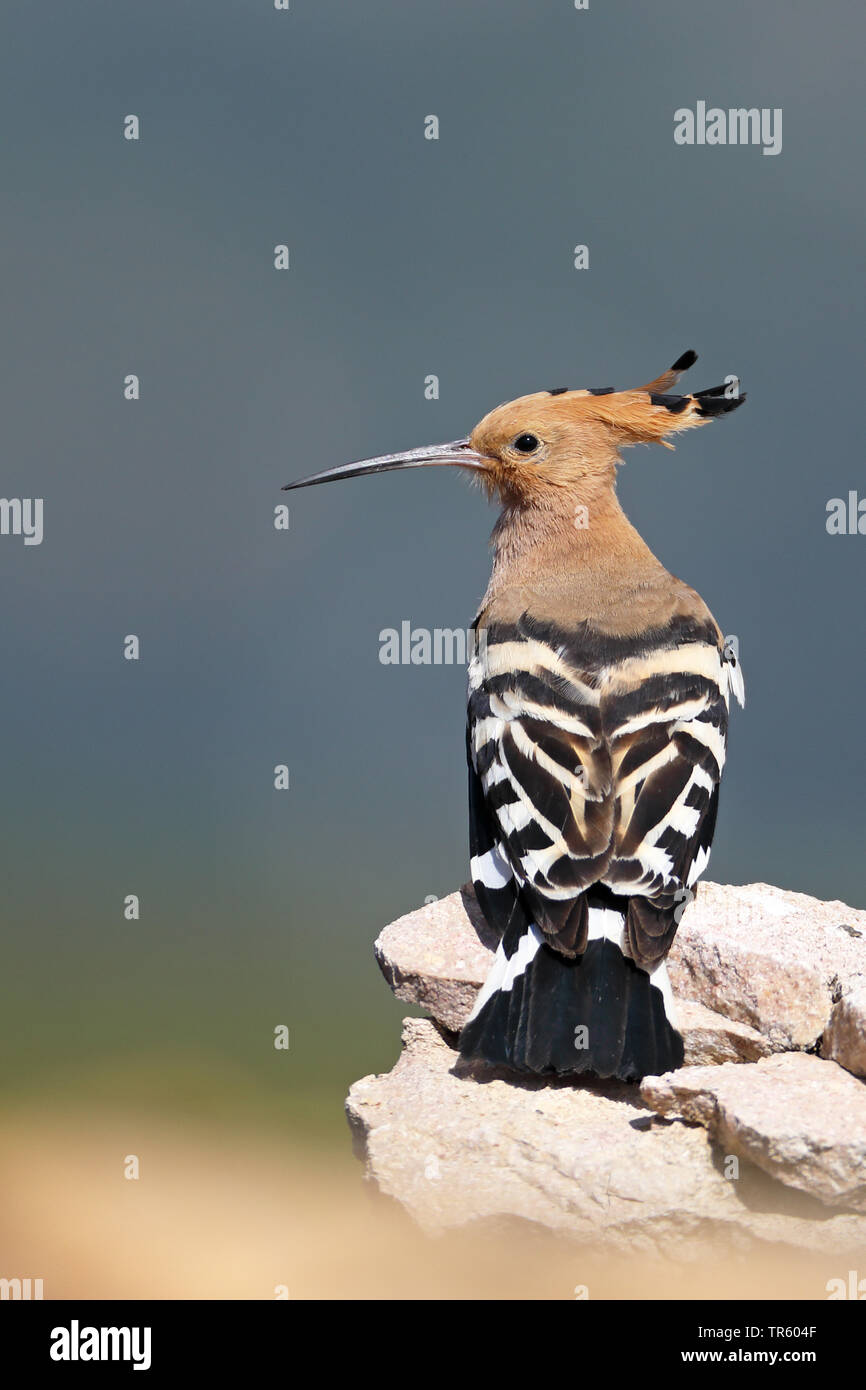 Huppe fasciée (Upupa epops), assis sur un mur, l'Espagne, Loarre Aragon Banque D'Images