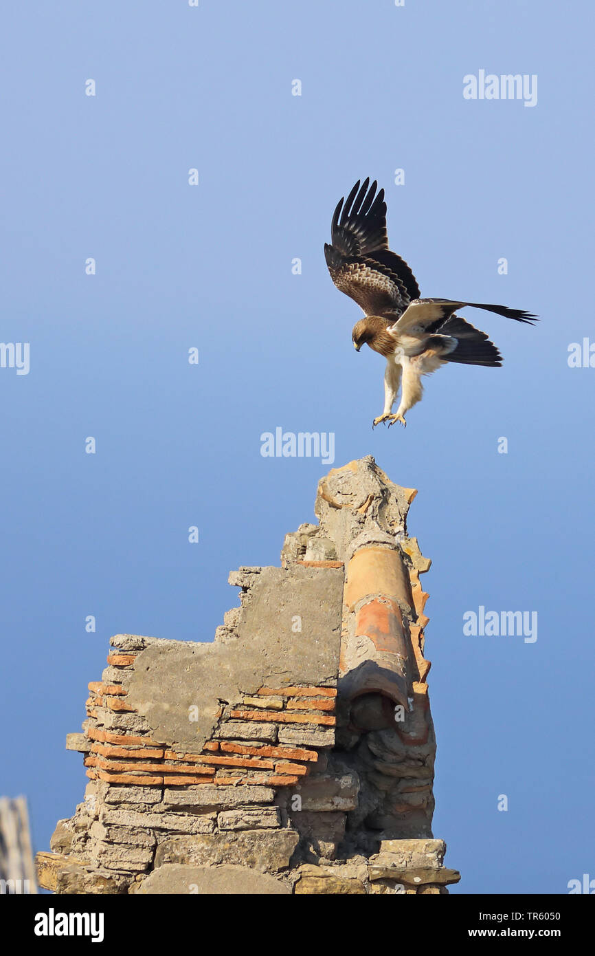 Aigle botté (Hieraaetus pennatus), lumineux morph atterrissage sur une tour décomposée, vue de côté, l'Espagne, Tarifa Banque D'Images