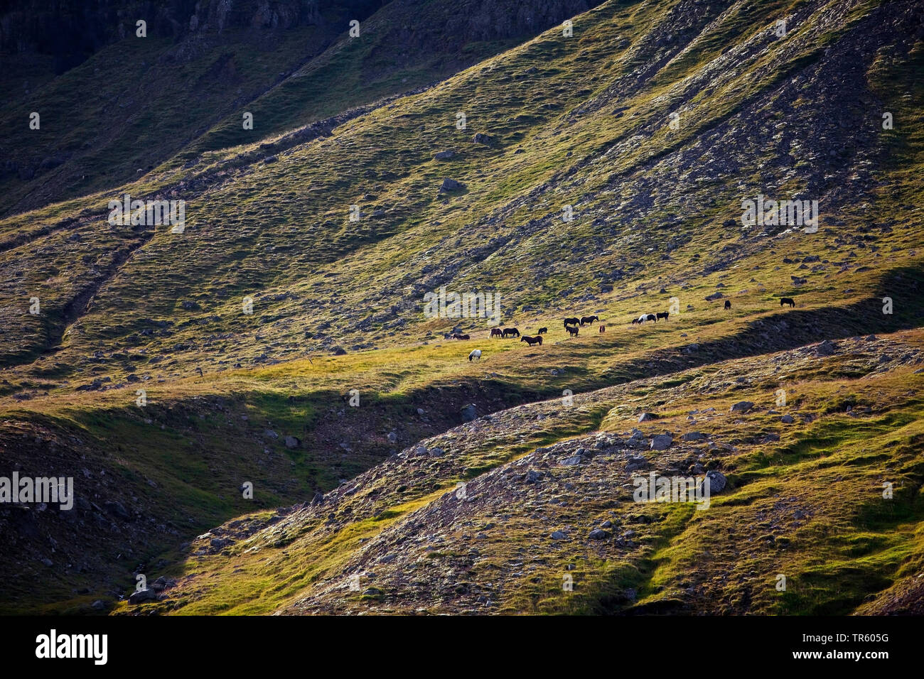 Islandic Horse, cheval islandais, Islande pony (Equus przewalskii f. caballus), paysage avec les chevaux sauvages, de l'Islande, l'Est de l'Islande, Seydisfjoerdur Banque D'Images