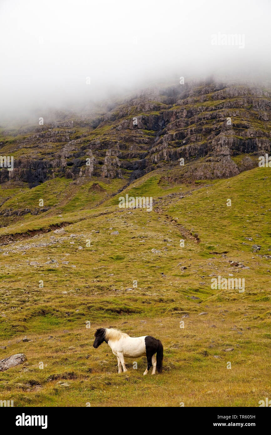 Islandic Horse, cheval islandais, Islande pony (Equus przewalskii f. caballus), paysage avec Wild Horse, l'Islande, l'Est de l'Islande, Seydisfjoerdur Banque D'Images