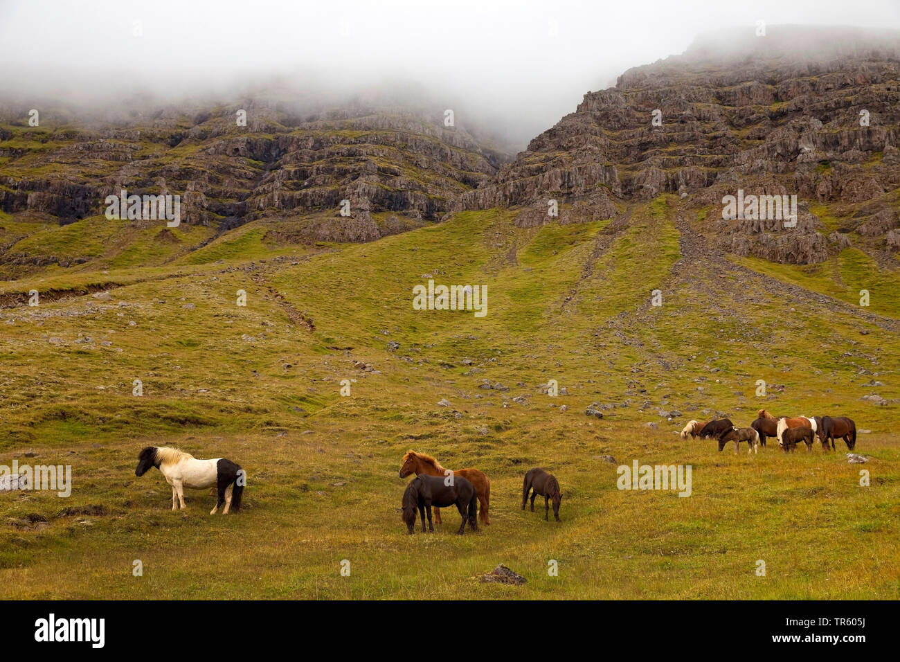 Islandic Horse, cheval islandais, Islande pony (Equus przewalskii f. caballus), paysage avec les chevaux sauvages, de l'Islande, l'Est de l'Islande, Seydisfjoerdur Banque D'Images