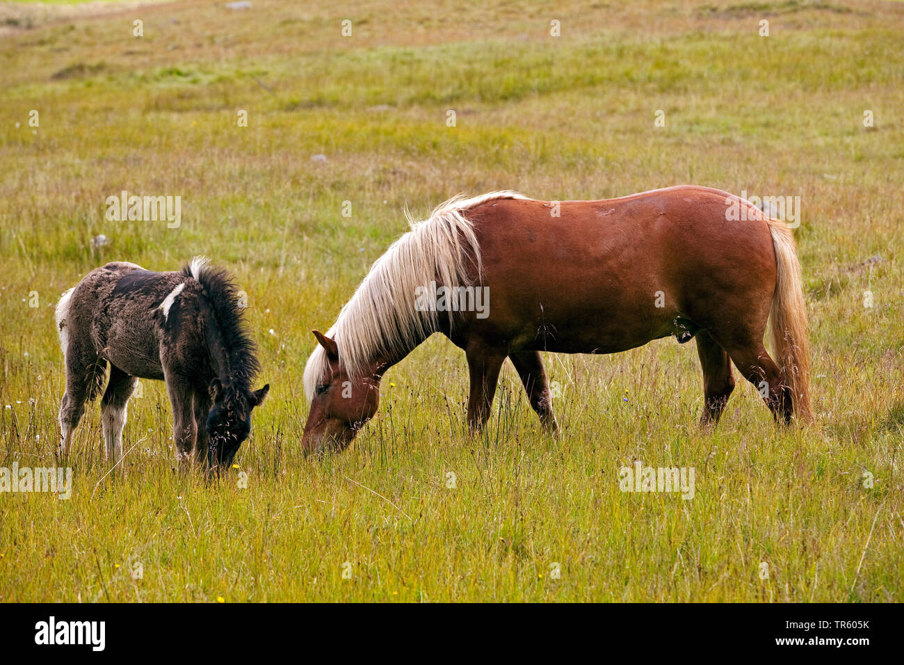 Islandic Horse, cheval islandais, Islande pony (Equus przewalskii f. caballus), garzing Iceland horses, étalon mit poulain, l'Islande, l'Est de l'Islande, Seydisfjoerdur Banque D'Images
