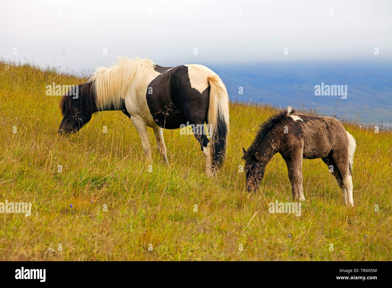Islandic Horse, cheval islandais, Islande pony (Equus przewalskii f. caballus), garzing Iceland horses, mare mit poulain, l'Islande, l'Est de l'Islande, Seydisfjoerdur Banque D'Images