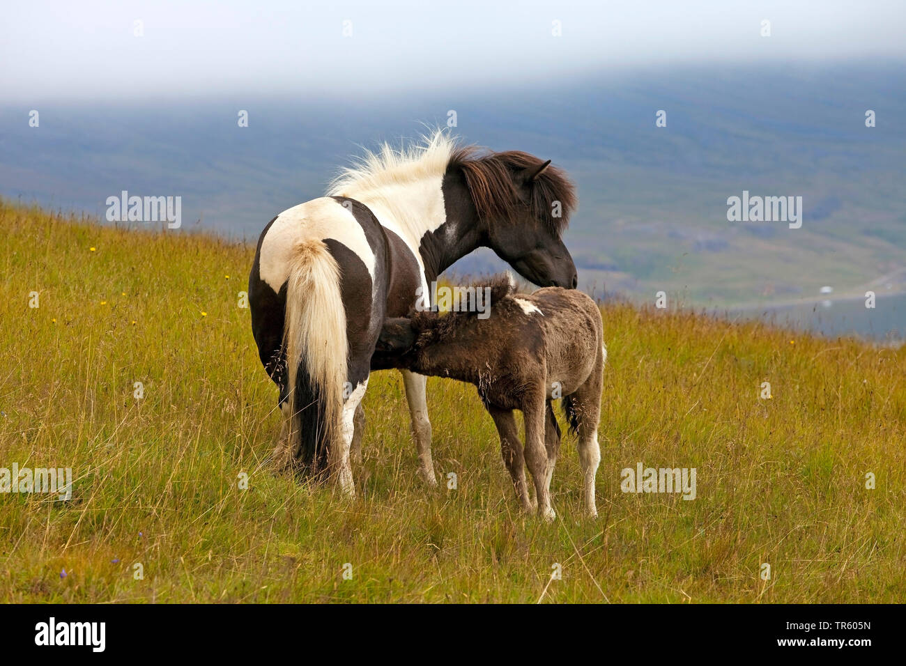 Islandic Horse, cheval islandais, Islande pony (Equus przewalskii f. caballus), garzing Iceland horses, mare mit poulain, l'Islande, l'Est de l'Islande, Seydisfjoerdur Banque D'Images