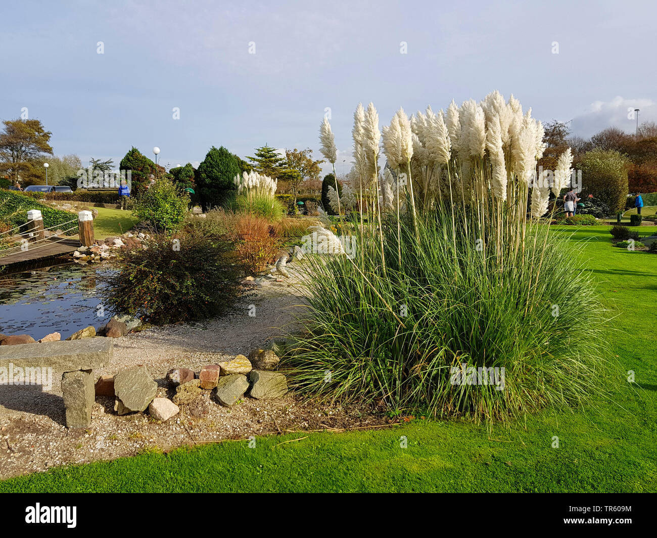 L'herbe de la pampa blanche cortaderia selloana), dans un parc fleuri,  Pays-Bas Photo Stock - Alamy