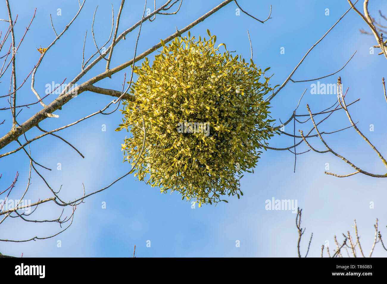 Le gui (Viscum album subsp. album, Viscum album), avec des fruits sur un saule d'argent, l'Allemagne, la Bavière Banque D'Images