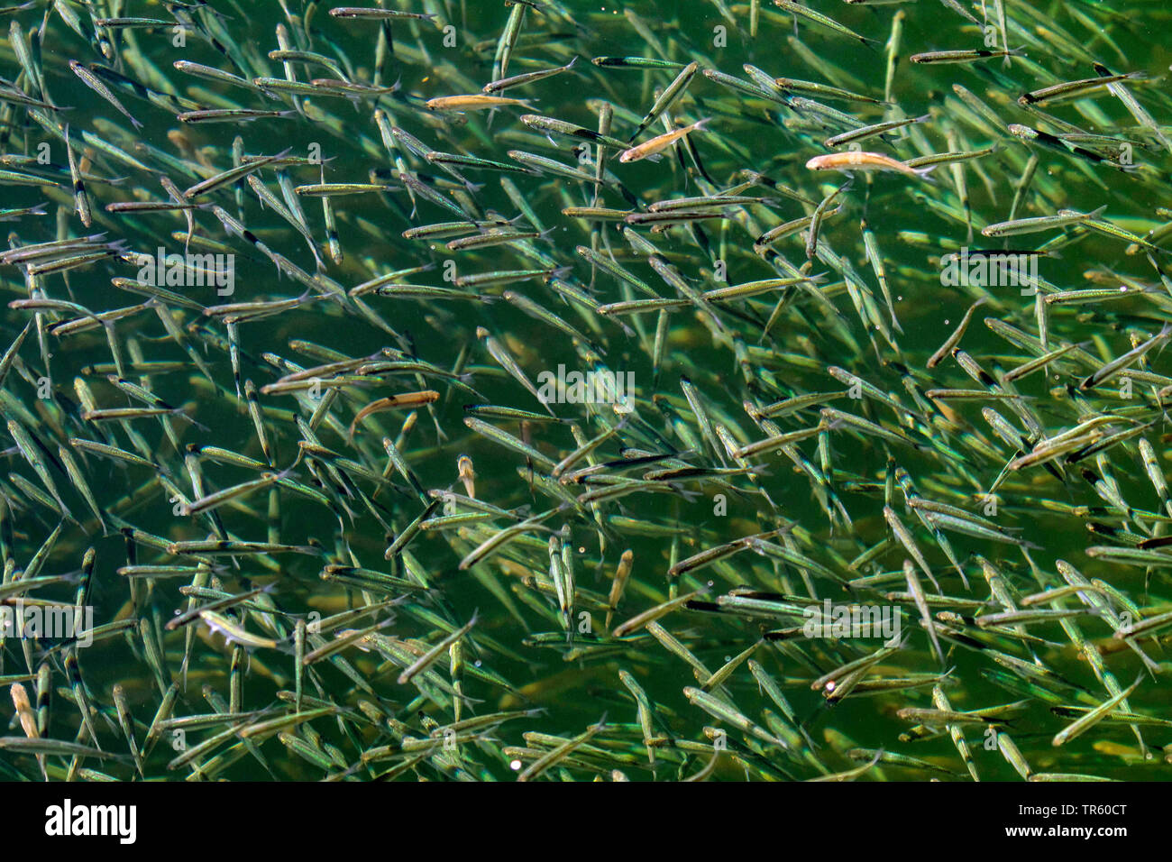 Sombre danubienne, Danube sombre, shemaya (Chalcalburnus chalcoides mento), l'un de l'été jeune poisson scoal rassemblement à l'hiver, en Allemagne, en Bavière, le lac de Chiemsee Banque D'Images