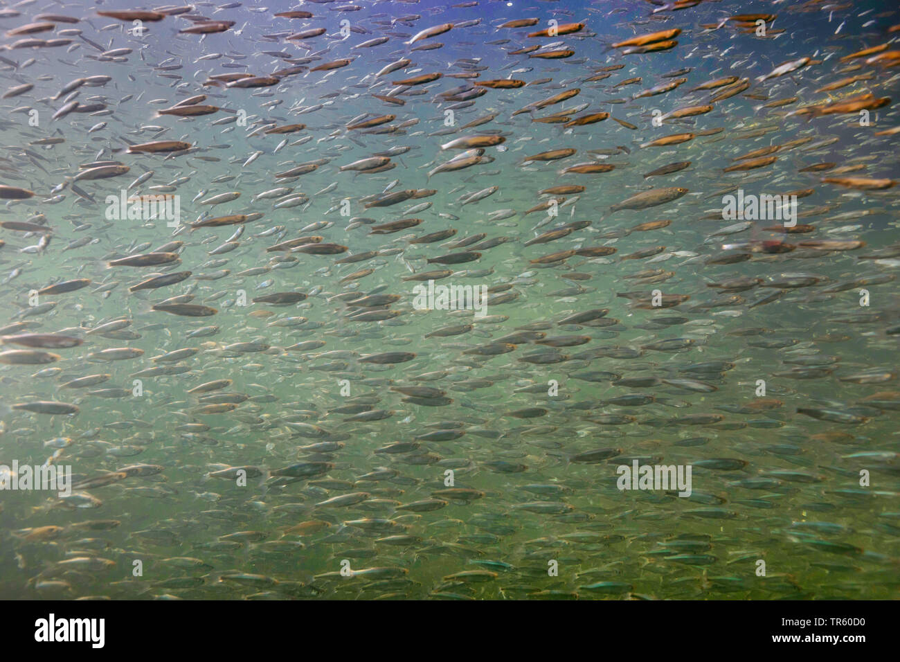 Sombre danubienne, Danube sombre, shemaya (Chalcalburnus chalcoides mento), l'un de l'été jeune poisson scoal rassemblement à l'hiver, en Allemagne, en Bavière, le lac de Chiemsee Banque D'Images
