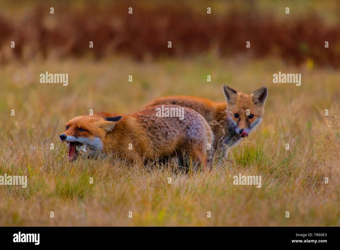 Le renard roux (Vulpes vulpes), le renard roux deux combats pour la proie, la République tchèque, Hlinsko Banque D'Images