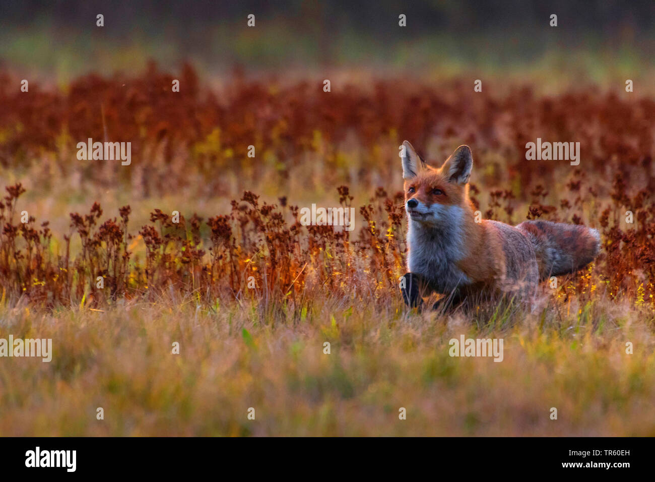 Le renard roux (Vulpes vulpes), fonctionnant dans un pré et d'alimentation, la République tchèque, Hlinsko Banque D'Images