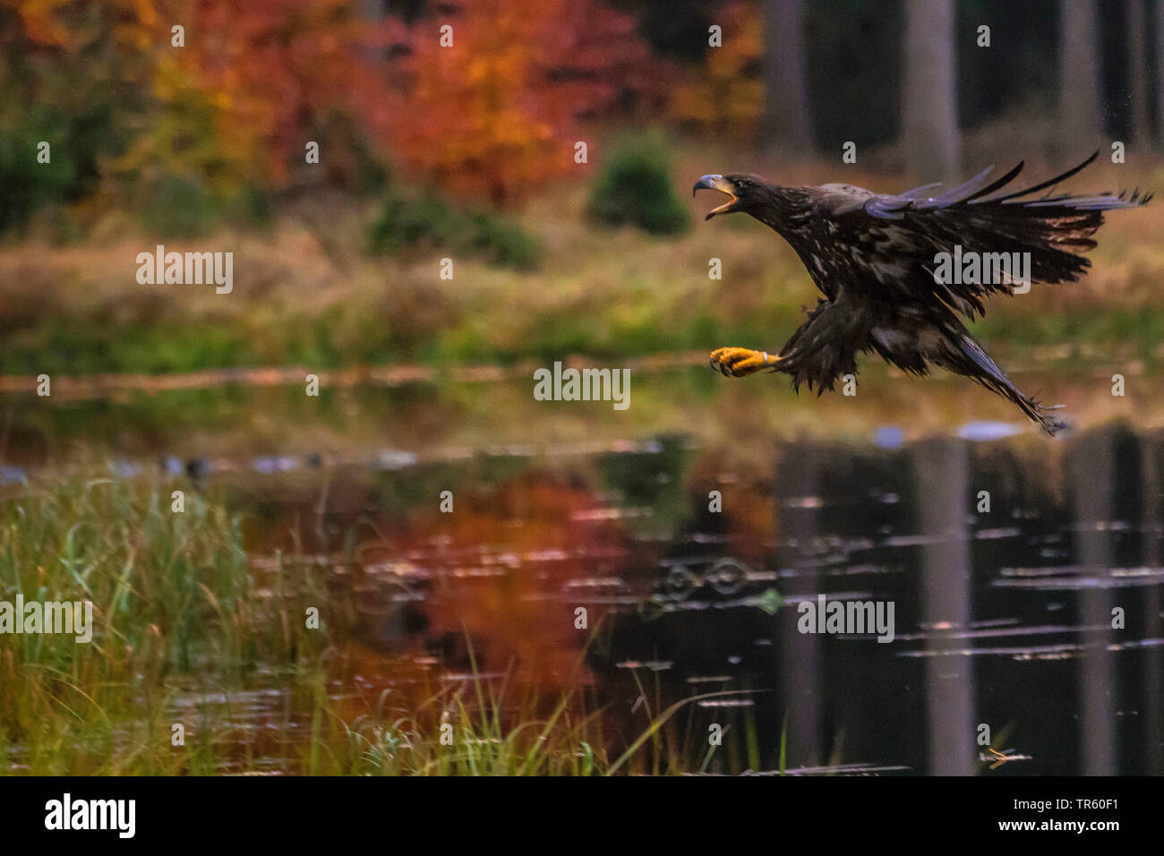 Pygargue à queue blanche (Haliaeetus albicilla), l'atterrissage sur une forêt, Lac, Vue de côté, la République tchèque, Hlinsko Banque D'Images