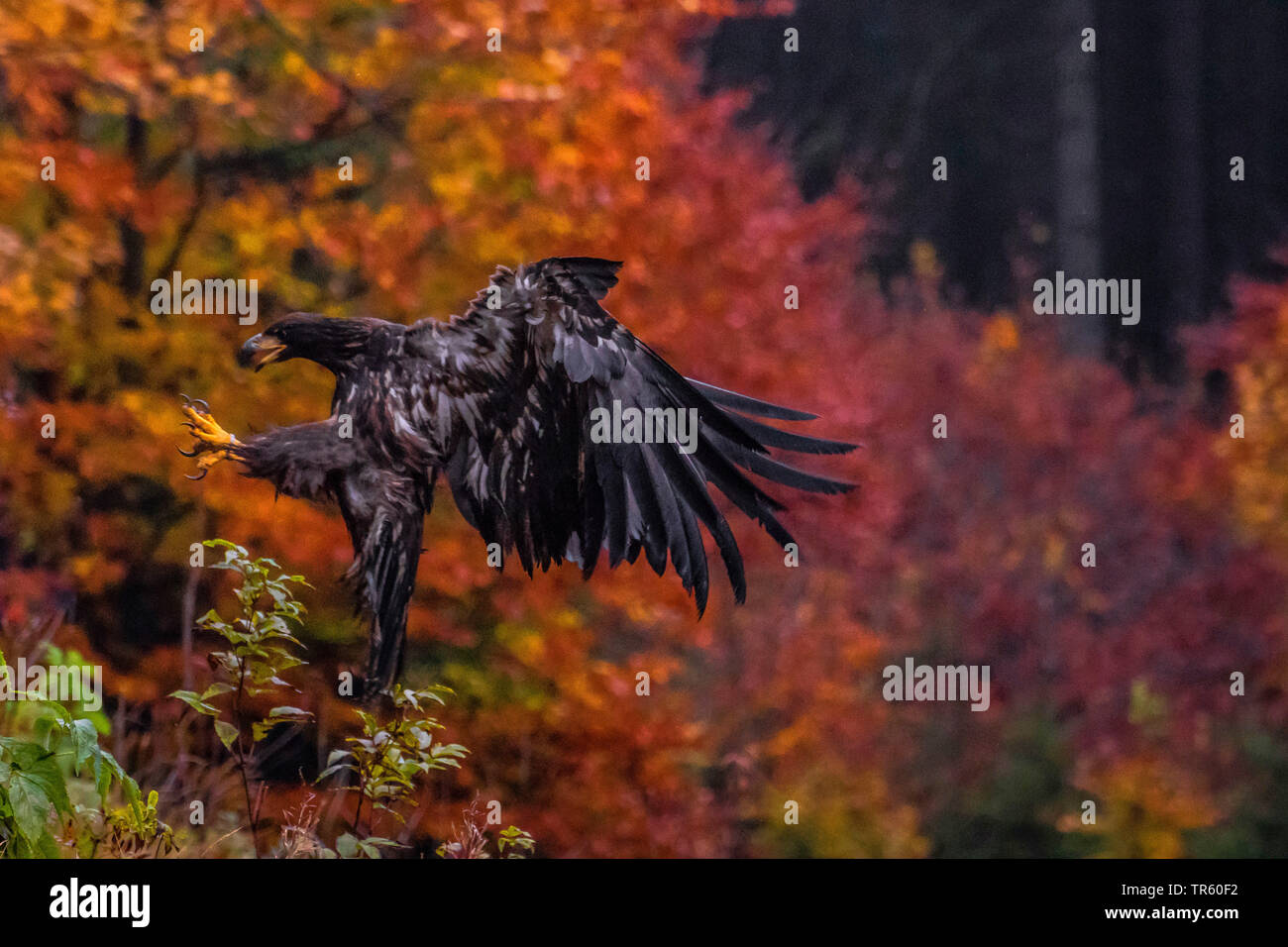 Pygargue à queue blanche (Haliaeetus albicilla), l'atterrissage sur une forêt, Lac, Vue de côté, la République tchèque, Hlinsko Banque D'Images