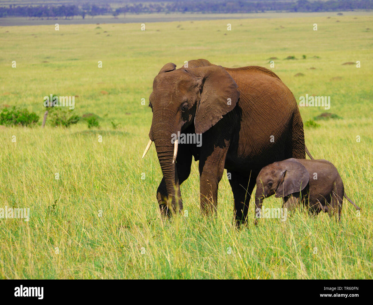 L'éléphant africain (Loxodonta africana), vache et son veau d'éléphants dans la savane, side view, Kenya, Masai Mara National Park Banque D'Images