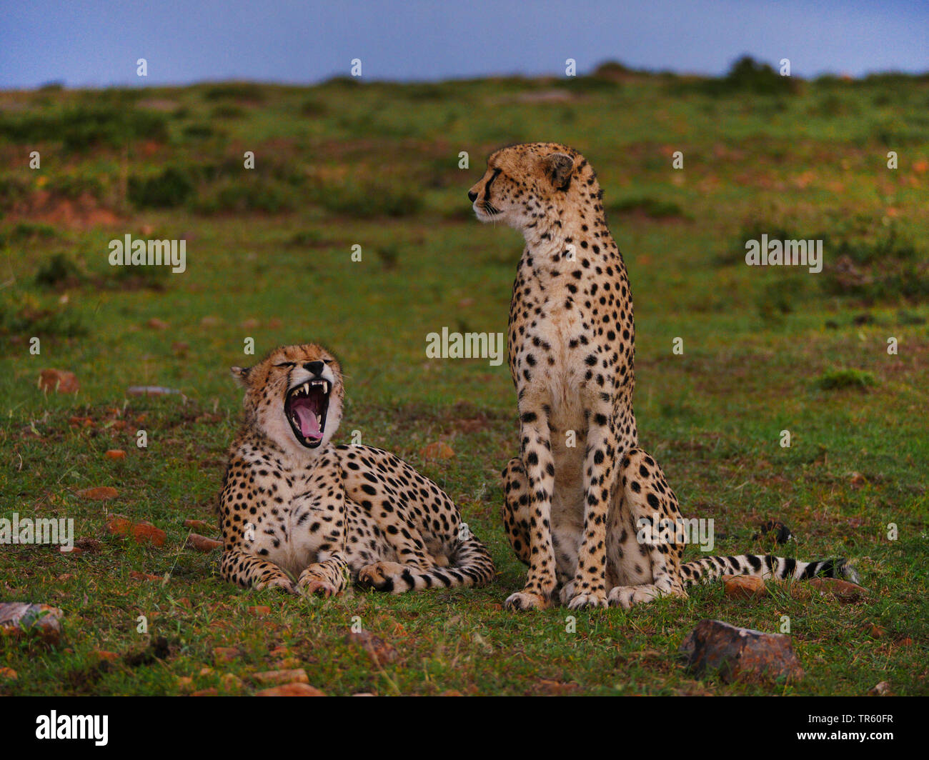 Le Guépard (Acinonyx jubatus), deux guépards dans un pré, Kenya, Masai Mara National Park Banque D'Images