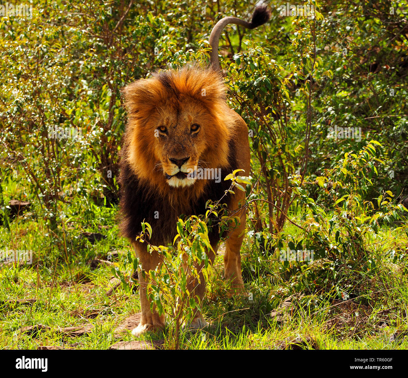 Lion (Panthera leo), homme lion debout dans l'arbuste, vue avant, Kenya, Masai Mara National Park Banque D'Images