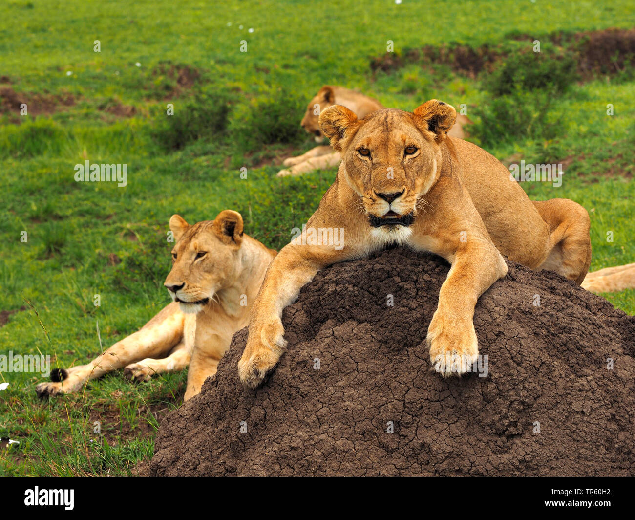 Lion (Panthera leo), jeunes lions couchés sur un monticule de terre, Kenya, Masai Mara National Park Banque D'Images