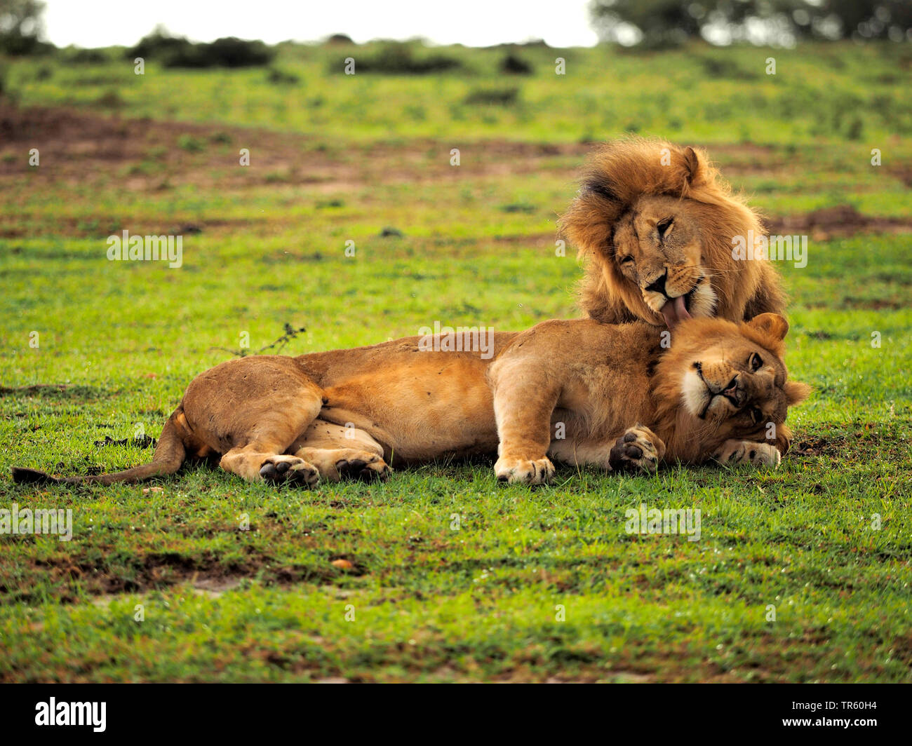 Lion (Panthera leo), deux frères se trouvant ensemble dans un pré, Kenya, Masai Mara National Park Banque D'Images